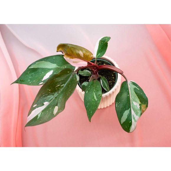 Pink Princess Philodendron 4" US Seller | RARE Pot - Picture 2 of 4
